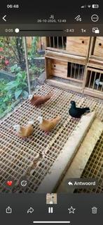 Afghans Duiven te koop, Dieren en Toebehoren, Vogels | Duiven