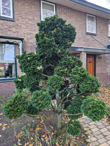 Cupressocyparis gesnoeid als Bonsai beschikbaar voor biedingen