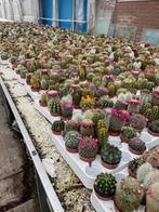 Cactussen 20 verschillende soorten potmaat 5,5 voor 10 euro, Ophalen of Verzenden, Minder dan 100 cm, Bloeiende kamerplant, Volle zon