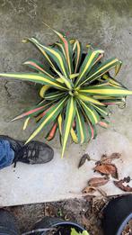 Yucca, Volle zon, Vaste plant, Herfst, Ophalen