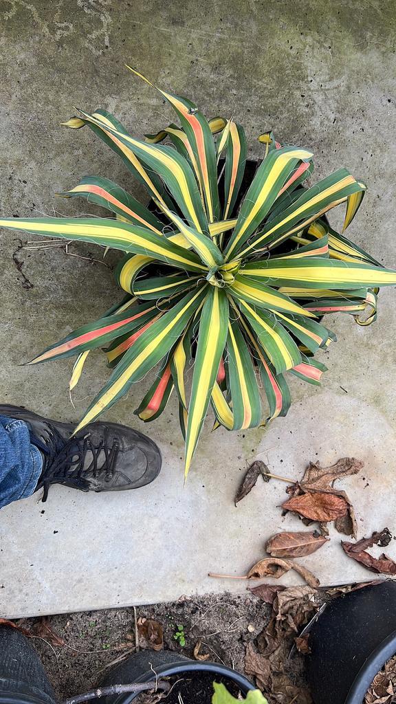 Yucca, Tuin en Terras, Planten | Tuinplanten, Vaste plant, Overige soorten, Volle zon, Herfst, Ophalen