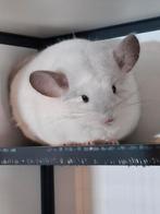 Te koop wit violet chinchilla, Dieren en Toebehoren, Knaagdieren, Juli, Vrouwelijk, Chinchilla
