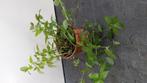 Tradescantia green, Huis en Inrichting, Kamerplanten, Ophalen of Verzenden, Overige soorten, Minder dan 100 cm