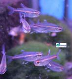 Vuurneon, Dieren en Toebehoren, Vis, Zoetwatervis, Schoolvis