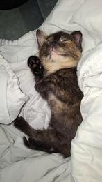 KITTENS TE KOOP, Dieren en Toebehoren, Katten en Kittens | Overige Katten, Meerdere dieren, Kortharig, 0 tot 2 jaar