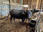 Twee lieve waterbuffel dames, Dieren en Toebehoren, Vrouwelijk, 3 tot 6 jaar