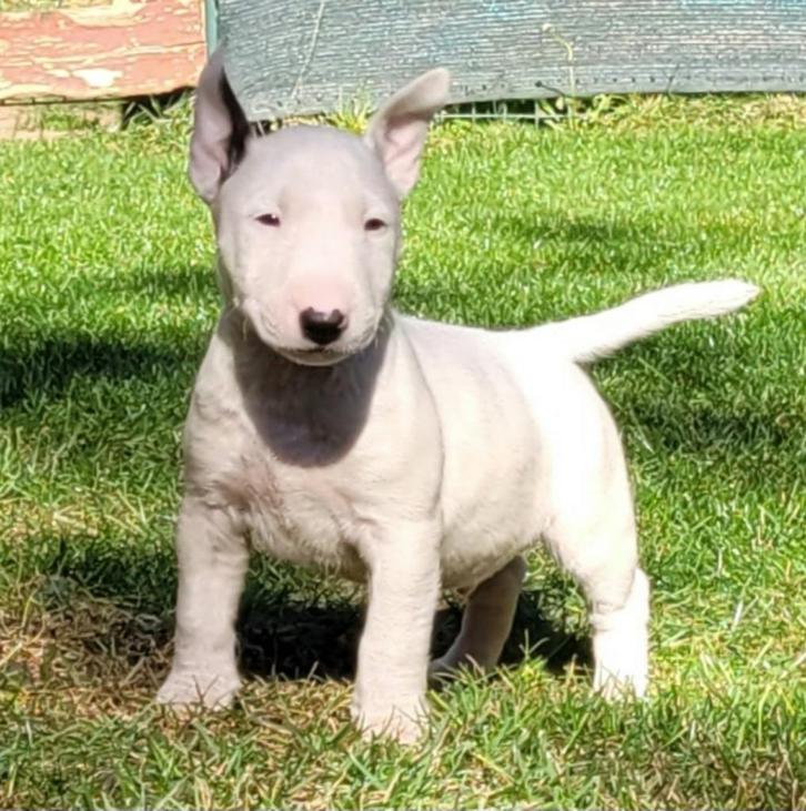 Miniature Bullterrier, Dieren en Toebehoren, Honden | Jack Russells en Terriërs, Reu, Bull Terriër, Fokker | Professioneel, Meerdere
