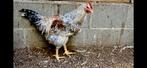Te koop mooie Cream Legbar haan, Dieren en Toebehoren, Mannelijk, Kip