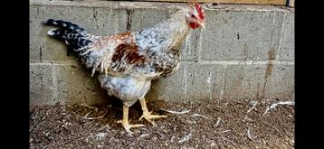 Te koop mooie Cream Legbar haan beschikbaar voor biedingen