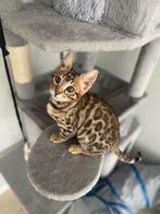 Bengaal katertje 3 maanden oud met krabpaal, Dieren en Toebehoren, Katten en Kittens | Raskatten | Korthaar, Kater, Met stamboom