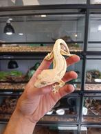 Mannelijke wimpergekko uit 2024, Hagedis, Tam, 0 tot 2 jaar