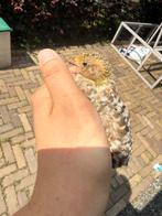 japanse kwartels, Dieren en Toebehoren, Vogels | Overige Vogels, Geslacht onbekend, Tropenvogel