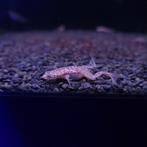 Dwergklauwkikker - Hymenochirus boettgeri, Dieren en Toebehoren, Amfibie, 0 tot 2 jaar