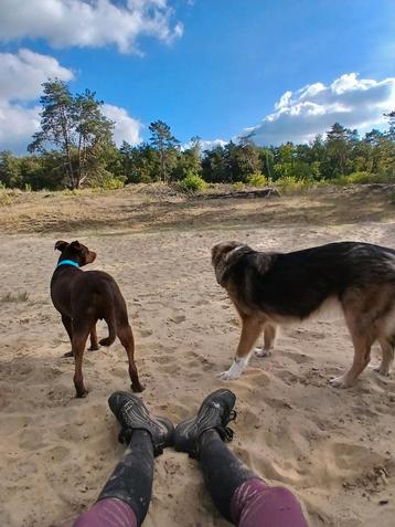 Honden uitlaatservice en trainingen aangeboden! beschikbaar voor biedingen