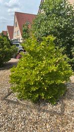 Ster magnolia, Ophalen, Struik
