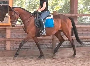Superbrave makkelijk te rijden 9 jr E pony/klein paard- beschikbaar voor biedingen