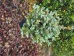 Blauw spar, Bloeit niet, Halfschaduw, Overige soorten, 100 tot 250 cm