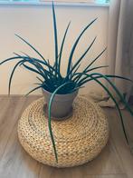 Dracaena stuckyi - Sanseveria, Ophalen, Halfschaduw, Minder dan 100 cm