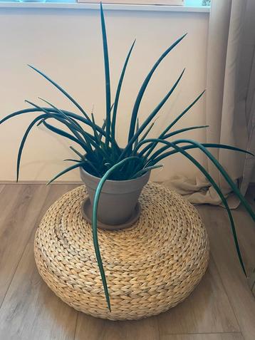Dracaena stuckyi - Sanseveria beschikbaar voor biedingen