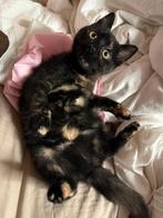 Britse langhaar - mainecoon Lilly, Poes, Langharig, 0 tot 2 jaar