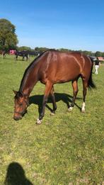Prachtige 3 jarige grote merrie, Merrie, Dressuurpaard, 3 tot 6 jaar, Onbeleerd