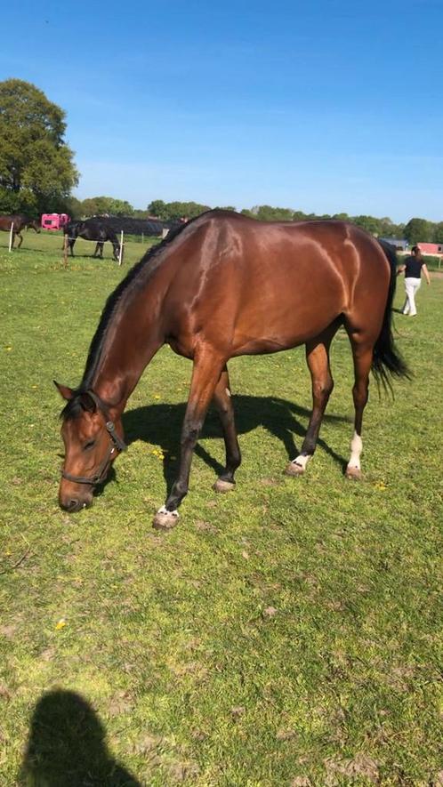 Prachtige 3 jarige grote merrie, Dieren en Toebehoren, Paarden, Merrie, Onbeleerd, 165 tot 170 cm, 3 tot 6 jaar, Dressuurpaard