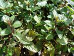 Pepermunt - Mentha  piperita, Bio, Tuin en Terras, Planten | Tuinplanten, Volle zon, Vaste plant, Ophalen of Verzenden, Kruiden