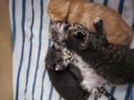 Super leuke kittens