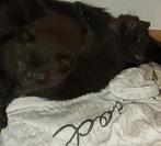 Kittens, Dieren en Toebehoren, Ophalen