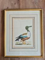 Litho van een Slobeend in Gouden Lijst, Ophalen of Verzenden
