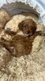 Maltipoo puppy’s, België, Particulier, 8 tot 15 weken, Poolhond