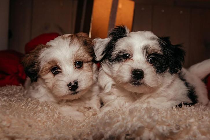 Knappe Boomer pups, Dieren en Toebehoren, Honden | Chihuahua's en Gezelschapshonden, Meerdere dieren, Overige rassen, Fokker | Professioneel