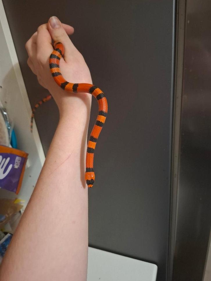 Lampropeltis triangulum hondurensis melkslang baby 0.0.1