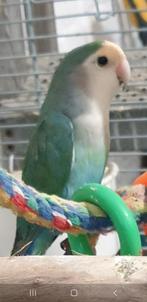 ROSEICOLLIS DWERGPAPEGAAI AGAPORNIS MAN, Mannelijk, Dwergpapegaai of Agapornis, Geringd