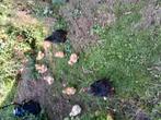 Raszuivere Cochin kuikens, Dieren en Toebehoren, Pluimvee, Meerdere dieren, Kip