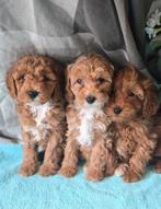 Prachtige toy poedel pups rood abricot, Poedel, Parvo, 8 tot 15 weken, Meerdere