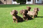 Prachtige dwerg teckel pups te koop, Dieren en Toebehoren, Honden | Teckels en Dashonden, Nederland, CDV (hondenziekte), 8 tot 15 weken