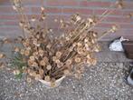 droogbloemen, zaaddozen papavers, Huis en Inrichting, Ophalen of Verzenden, Gebruikt