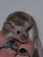 Op=op! Muizen splash bont langhaar satijn, Muis, November, Meerdere dieren, Tam