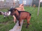 Twee dwergbokken, Dieren en Toebehoren, Schapen, Geiten en Varkens, Mannelijk, Geit, 0 tot 2 jaar