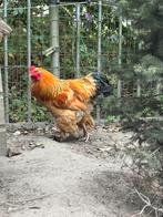 Brahma groothoender hanen, Dieren en Toebehoren, Pluimvee, Mannelijk, Kip