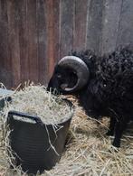 Stalling gezocht, Dieren en Toebehoren, Schapen, Geiten en Varkens, Mannelijk, Varken