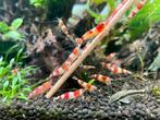 Crystal red caridina, Dieren en Toebehoren, Vissen | Aquariumvissen, Kreeft, Krab of Garnaal, Zoetwatervis, Schoolvis