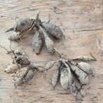 Dahlia knollen karma red corona 3x, Tuin en Terras, Ophalen of Verzenden, Voorjaar, Volle zon, Knol