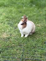 Vrouwtjes konijn zoekt nieuw huis, Dieren en Toebehoren, Konijnen, Vrouwelijk, Klein, 6 tot 8 jaar