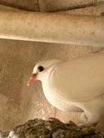 Witte jonge postduif