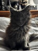 Maine Coon kitten poesje met stamboom, Meerdere dieren, Met stamboom