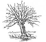 Salix alba, Schietwilg - Witte wilg - Knotwilg, Lente, Volle zon, Leiboom, Ophalen of Verzenden