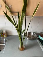 Sanseveria stekken, Ophalen, Overige soorten, Minder dan 100 cm