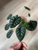 Alocasia dragon scale, Huis en Inrichting, Kamerplanten, Overige soorten, Minder dan 100 cm, Groene kamerplant, Halfschaduw